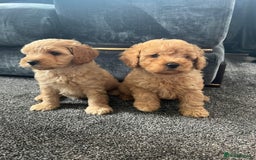 Mixed Breed dogs for sale: Cotonoodle pups - Image 5