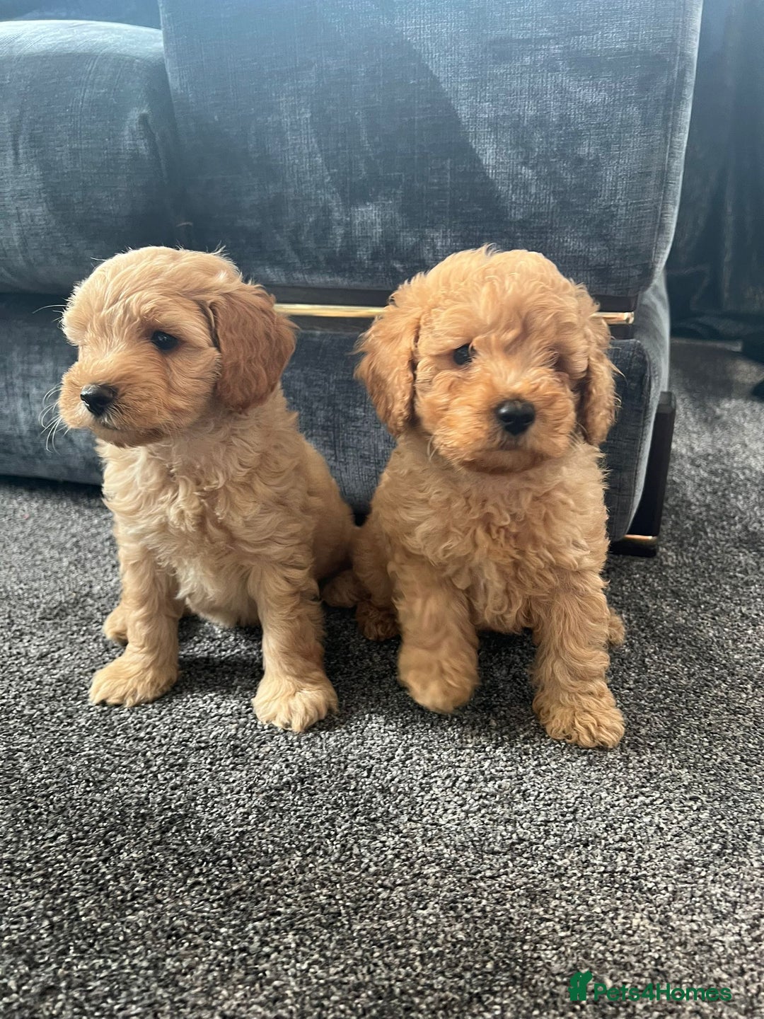 Mixed Breed dogs for sale: Cotonoodle pups - Image 5