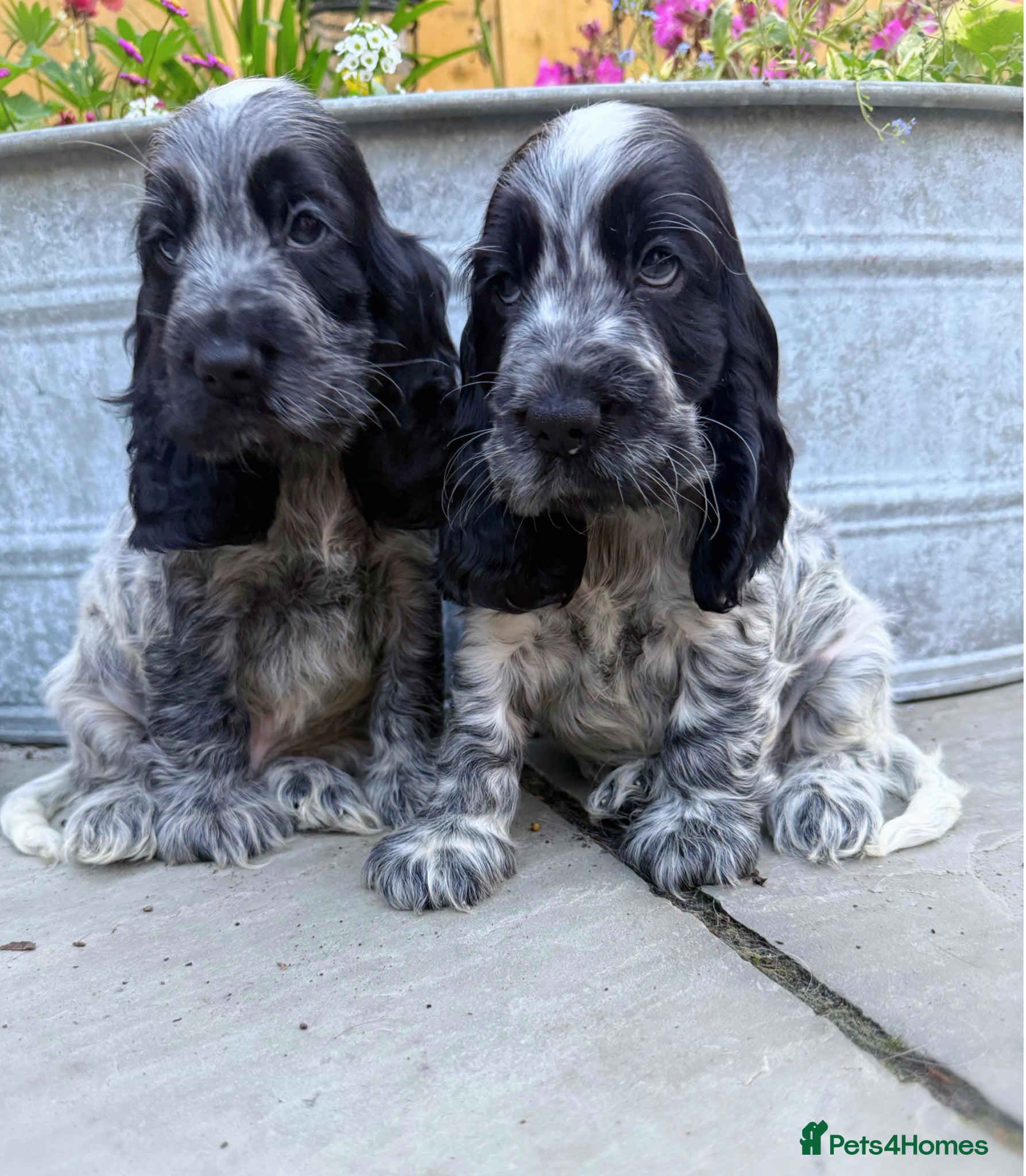 Cocker Spaniel dogs Top Quality KC Show Cocker Spaniel Puppies  - Advert 1