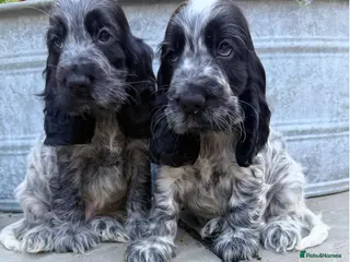 Cocker Spaniel dogs Top Quality KC Show Cocker Spaniel Puppies - Advert 1
