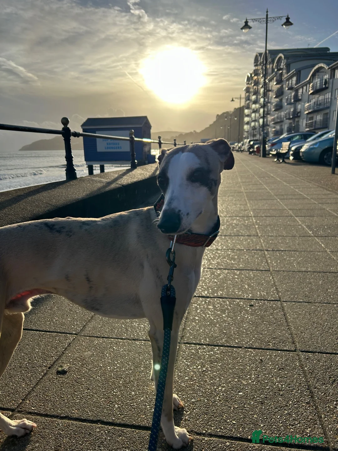Whippet dogs for stud: Star faced Brindle available for Stud  - Advert 2