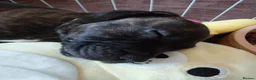 Staffordshire Bull Terrier dogs for sale: Exceptional Staffordshire bull Terrier Puppies - Advert 7