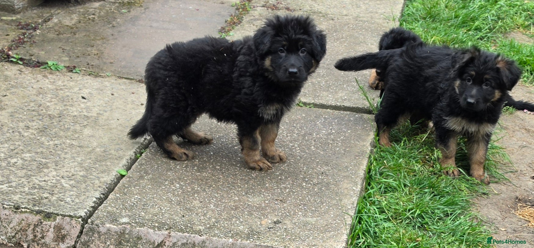 German Shepherd dogs 2 healthy straight back KC registered male GSP's  - Advert 2