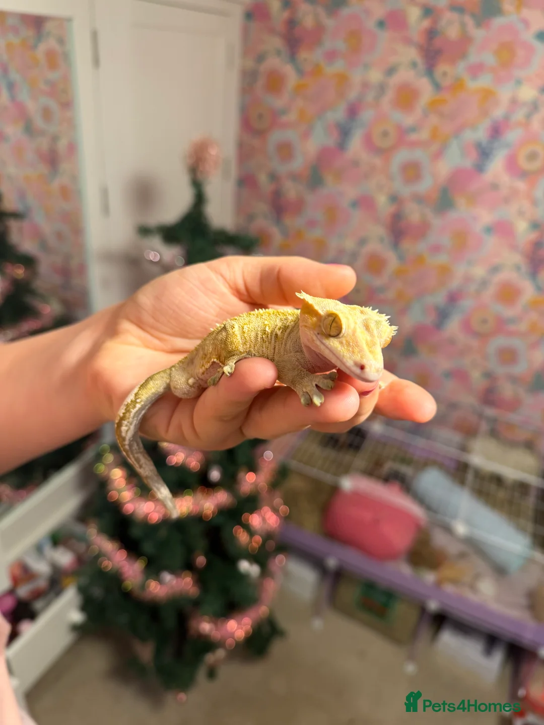 Gecko reptiles for sale: Stunning Male Yellow Patternless Crested Gecko - Advert 2