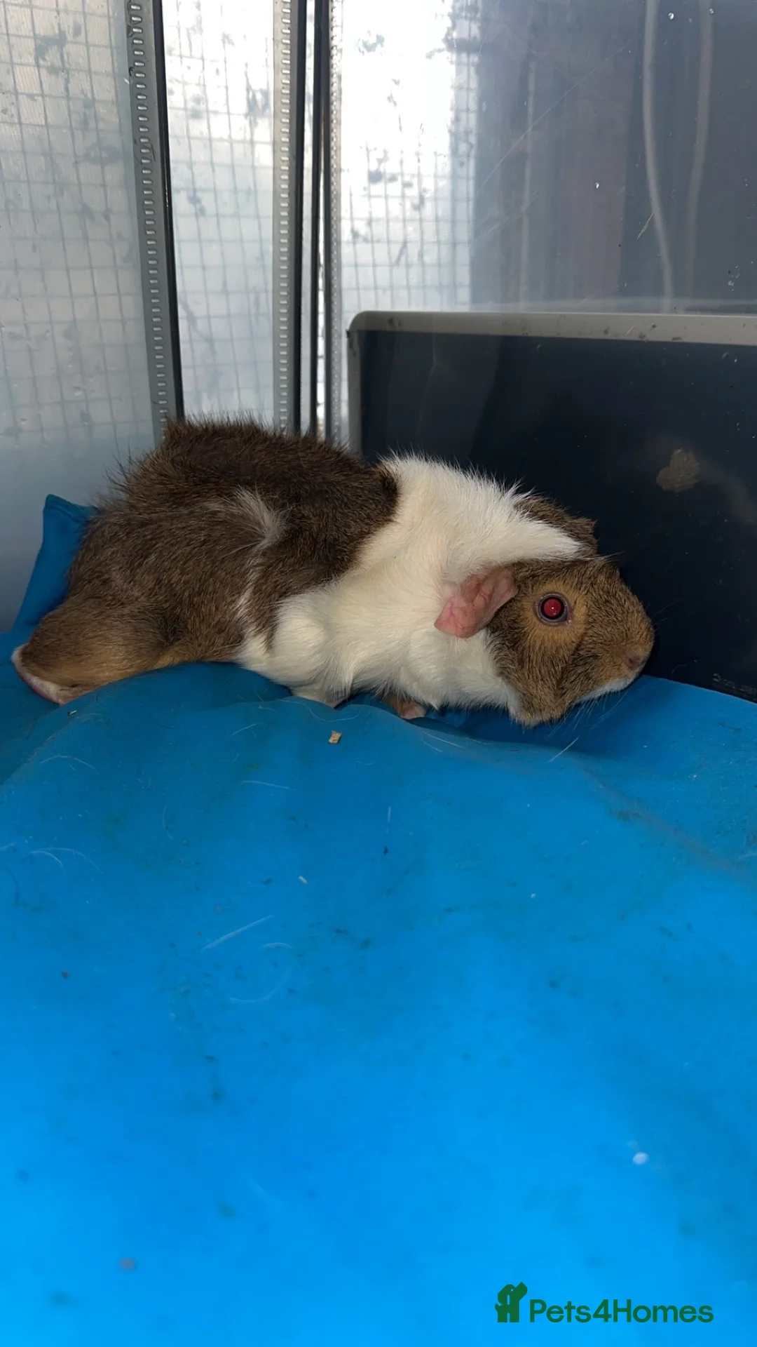 Guinea Pig rodents for sale: Guniea pigs  - Advert 13