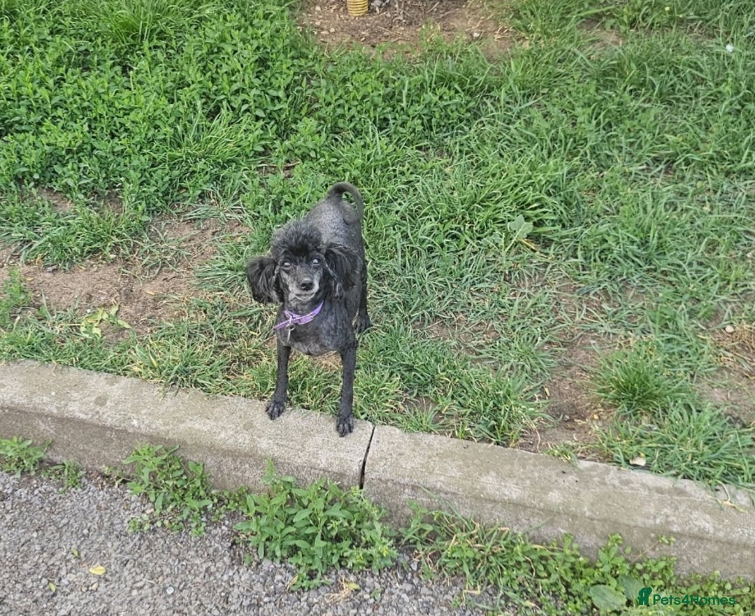 Toy Poodle dogs for sale: Adorable toy female - Image 3