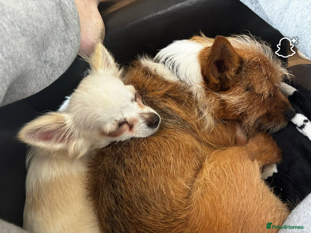 Mixed Breed dogs for sale: biscuit in Holywell - Advert 2