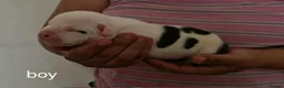 Staffordshire Bull Terrier dogs for sale: Adorable Puppies Staffordshire Bull Terrier - Advert 7