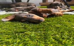 Miniature Dachshund dogs for sale: READY NOW. Miniature long hair dachshund 🤍 - Image 22