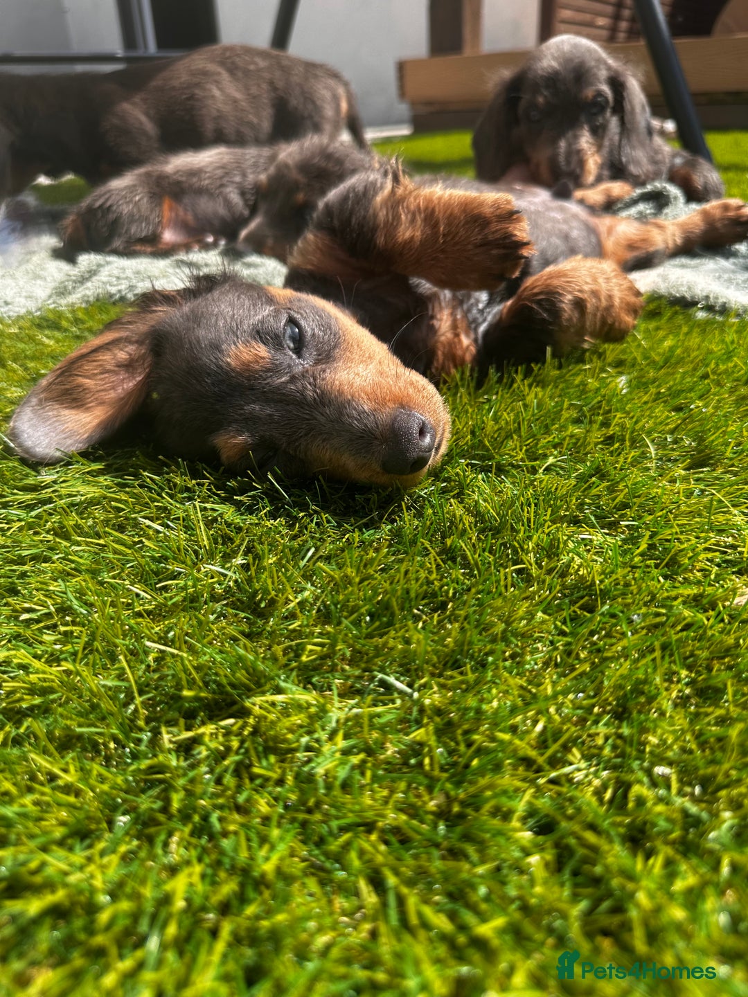 Miniature Dachshund dogs for sale: READY NOW. Miniature long hair dachshund 🤍 - Image 22