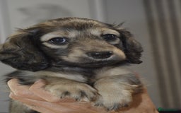 Miniature Dachshund dogs for sale: Reduced, mini L/H £1300 - Image 8