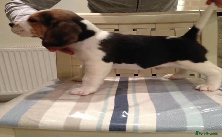 Beagle dogs - Advert 2
