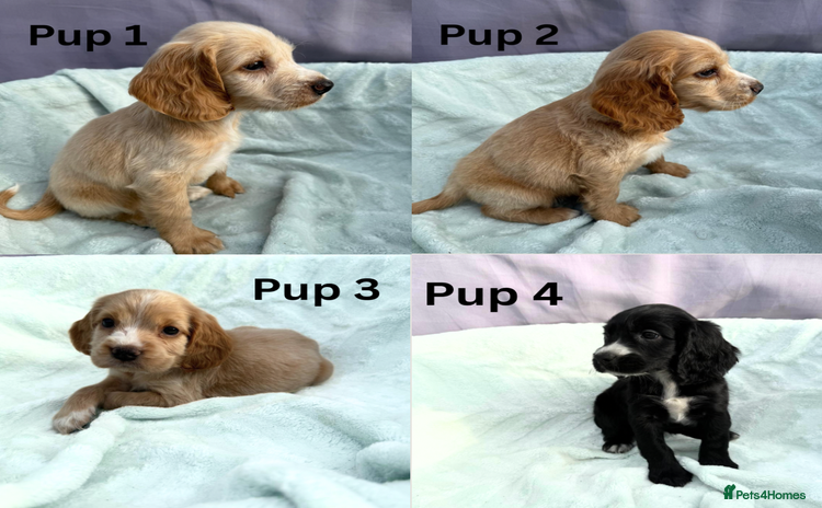 Cocker Spaniel dogs - Advert 10