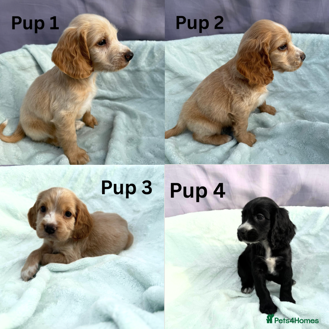 Cocker Spaniel dogs for sale: ⭐️ SHOW TYPE COCKER SPANIEL - READY ON 1ST AUGUST - Image 1