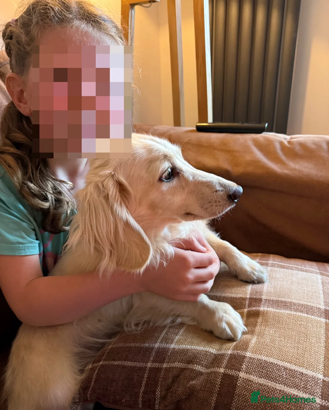 Miniature Dachshund dogs for sale: Beautiful cream long-haired boy KC reg in Swindon - Advert 2
