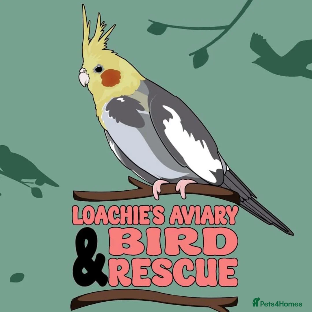 Cockatiels birds for sale: Hand reared and tame baby cockatiels  - Advert 5