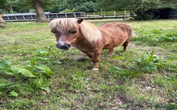 Shetland pony horses for sale: Milday penny lane  in Dereham - Image 4