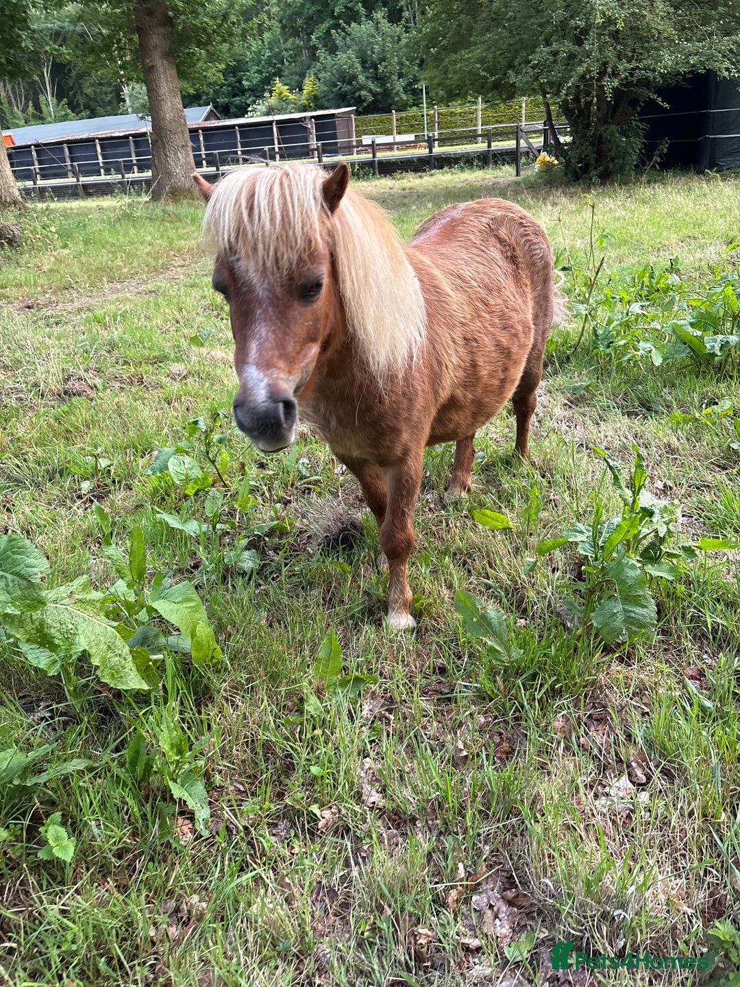 Shetland pony horses for sale: Milday penny lane  in Dereham - Image 4