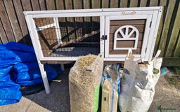 Lionhead rabbits for sale: Lionhead rabbit  - Image 2