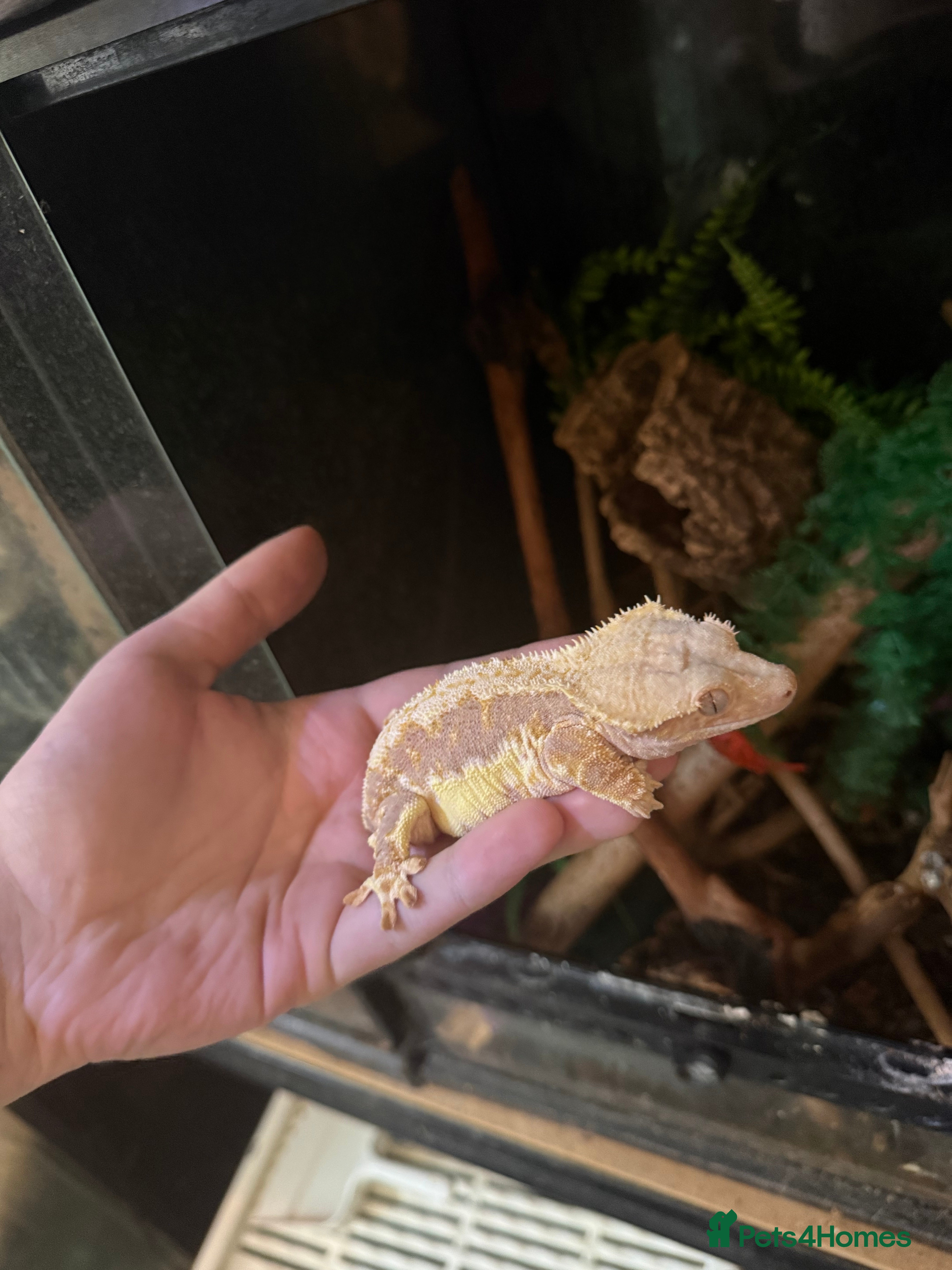 Gecko reptiles Crested geckos with full setups - Advert 2
