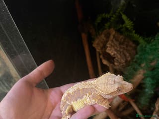 Gecko reptiles Crested geckos with full setups - Advert 11