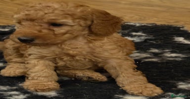 Miniature Poodle dogs - Advert 2