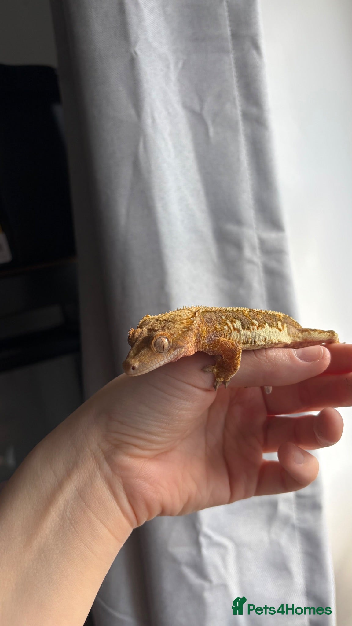 Gecko reptiles Crested geckos  - Advert 1