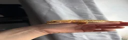 Gecko reptiles for sale: Crested geckos  - Advert 1