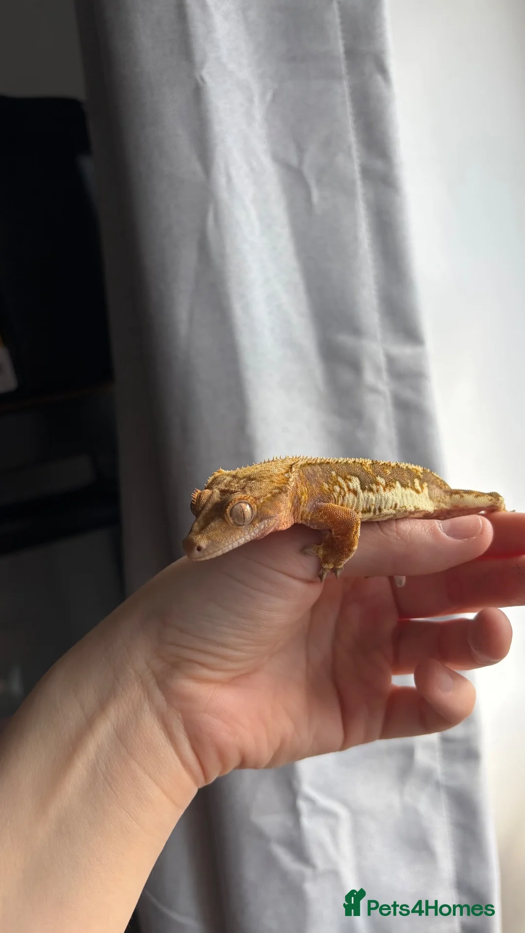 Gecko reptiles for sale: Crested geckos  - Advert 1
