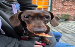 Dachshund dogs for sale: Adorable mini dachshund puppies for sale - Image 7