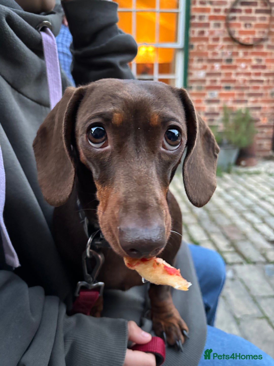 Dachshund dogs for sale: Adorable mini dachshund puppies for sale - Image 7