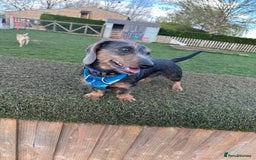 Dachshund dogs for stud: Standard Wire-haired Dachshund for stud - Image 5