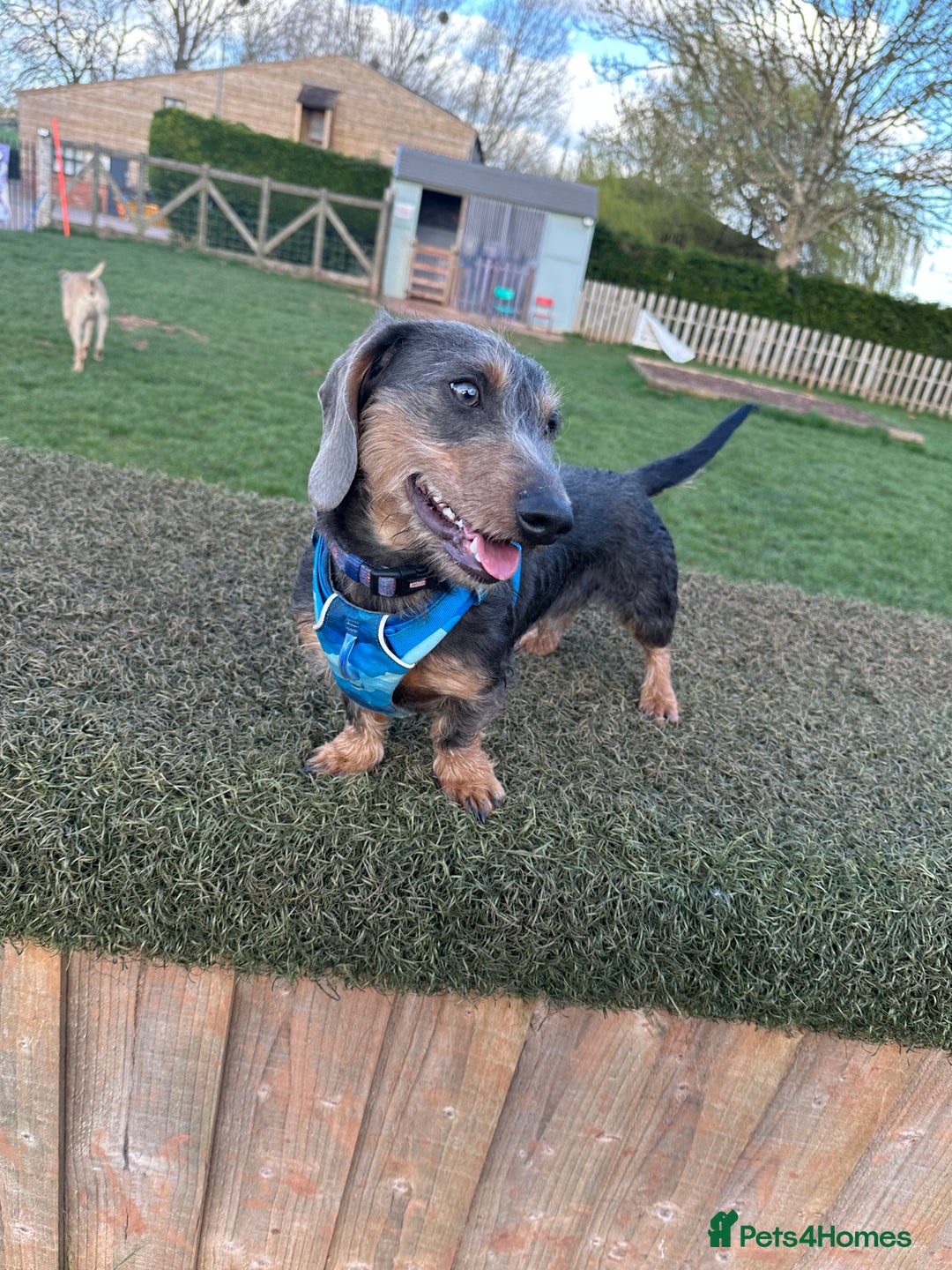 Dachshund dogs for stud: Standard Wire-haired Dachshund for stud - Image 5