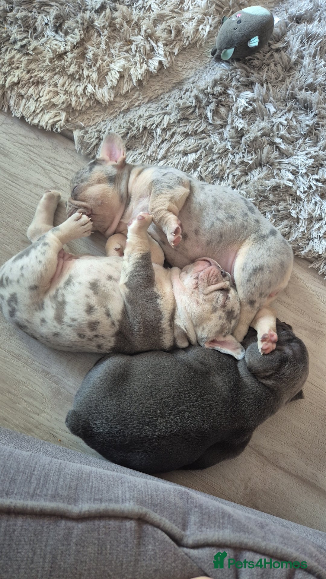French Bulldog dogs for sale: Beautiful lilac French bulldogs - Image 1