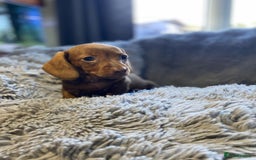 Miniature Dachshund dogs for sale: Stunning Miniature dachshund puppies  - Image 12