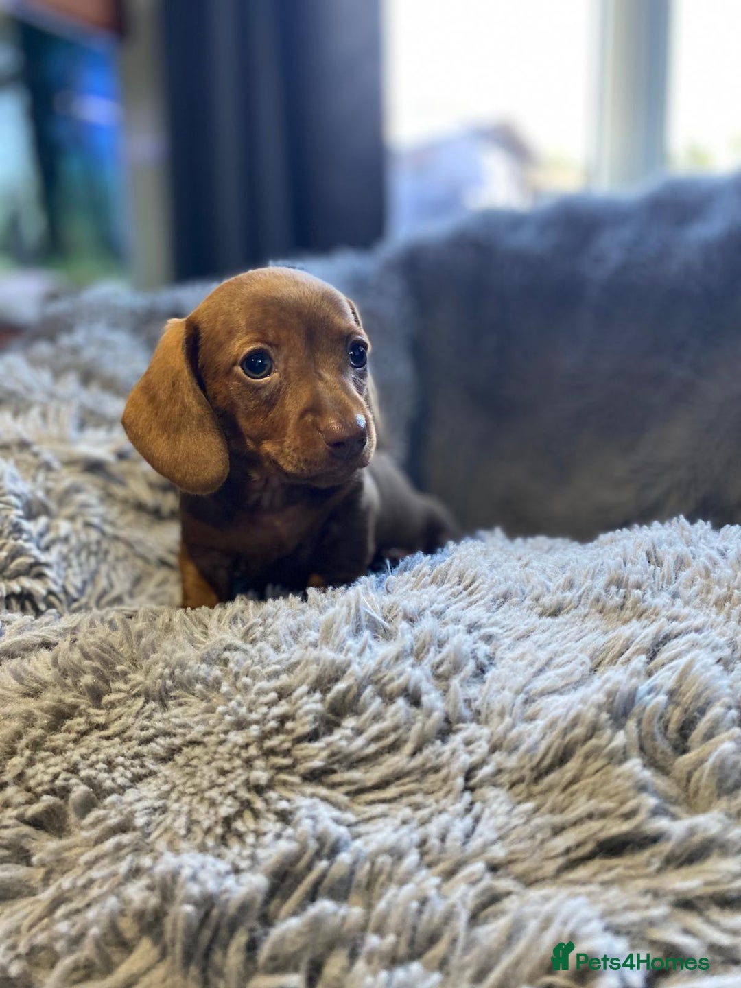 Miniature Dachshund dogs for sale: Stunning Miniature dachshund puppies  - Image 12