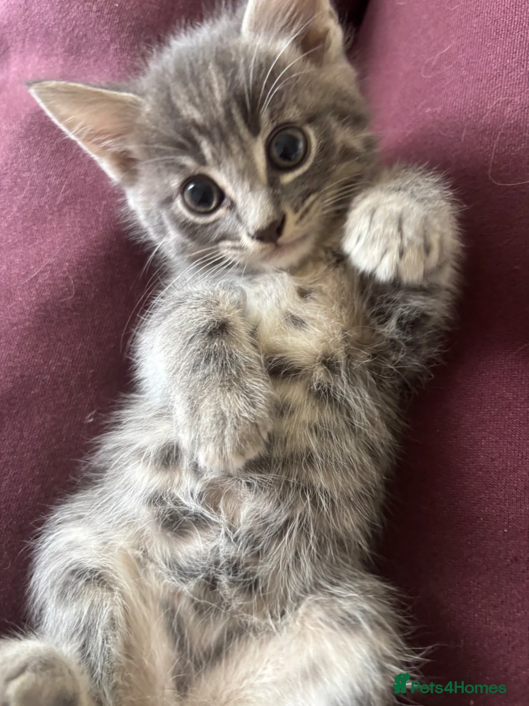 Mixed Breed cats for sale: 3 Gorgeous Kittens left 🤍 - Advert 22