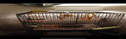 Parrots birds for sale: Quacker parrot for sale  in Walsall - Advert 5