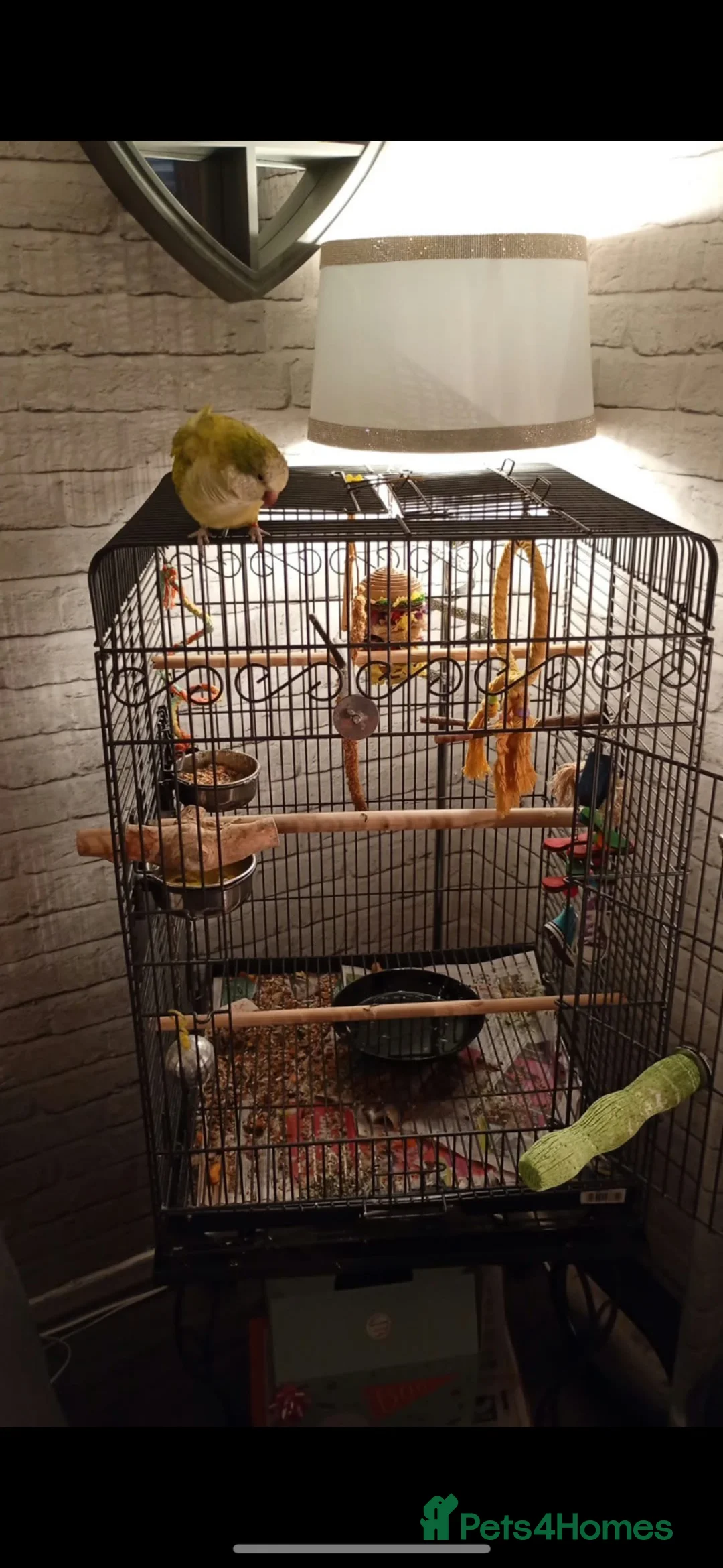 Parrots birds for sale: Quacker parrot for sale  in Walsall - Advert 5