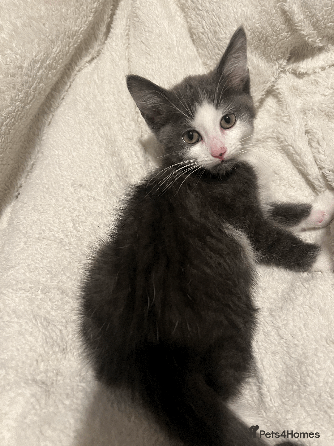 Domestic Shorthair cats for sale: Adorable Kittens Looking for Their Forever Homes - Advert 13