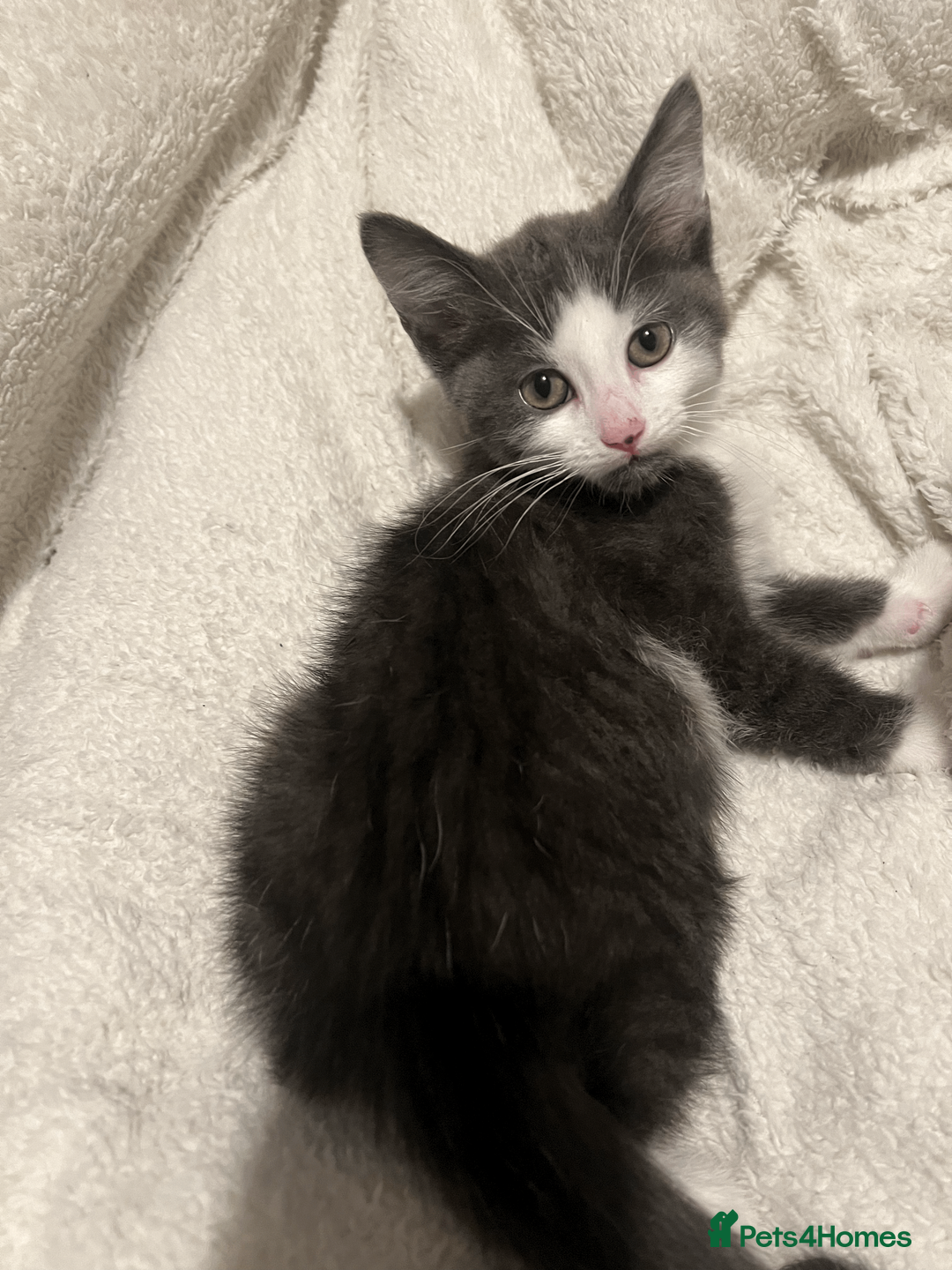 Domestic Shorthair cats for sale: Adorable Kittens Looking for Their Forever Homes - Advert 13