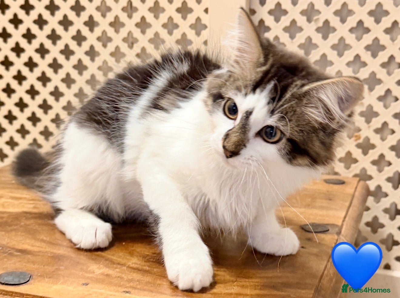 Maine Coon cats 💖 MAINE COON X RAGDOLL *PARENTS HEALTH TESTED* 💖 - Advert 2