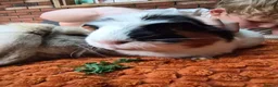 Guinea Pig rodents for sale: guinea pig - Advert 2