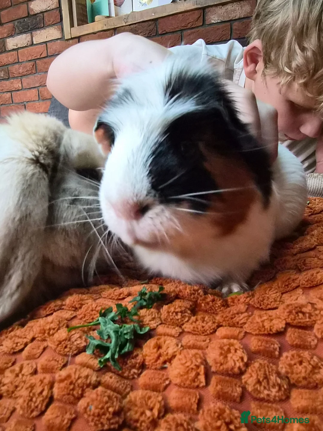 Guinea Pig rodents for sale: guinea pig - Advert 2