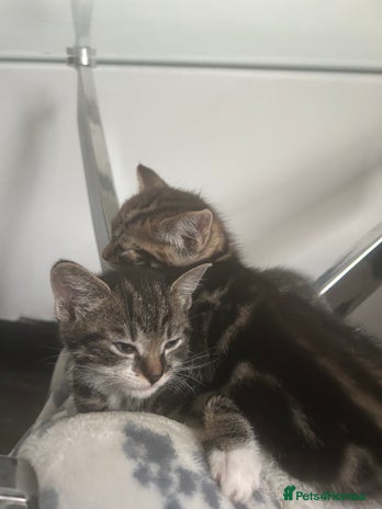 Domestic Shorthair cats - Advert 10