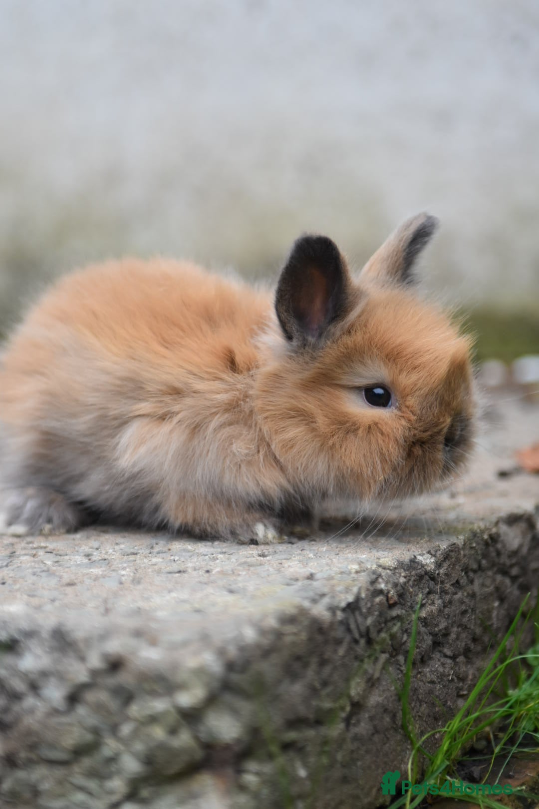 Angora rabbits for sale: French Imported Pedigree English Angoras - Image 13