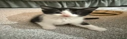 Ragdoll cats for sale: 2 stunning ragdoll kittens and 2 ragdoll x bengal  - Advert 7