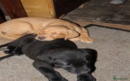 Labrador Retriever dogs for sale: Labrador Pupsfor Sale – Yellow, Chocolate, Black  - Image 4