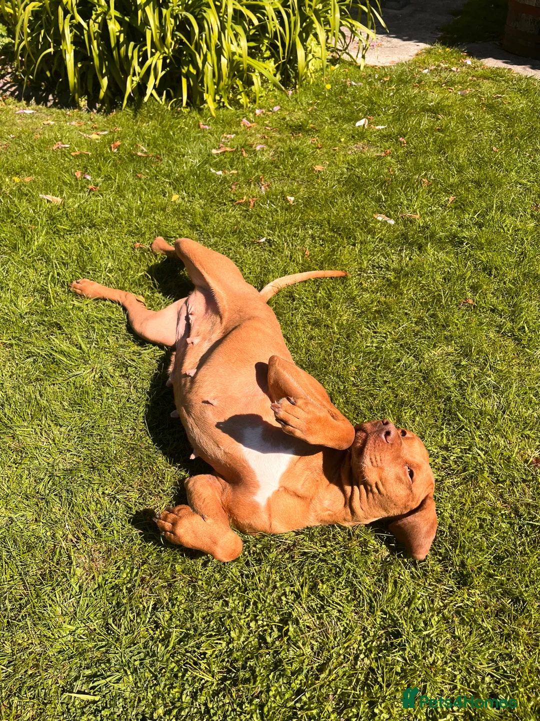 Hungarian Vizsla dogs for sale: Darling Roe  - Advert 2