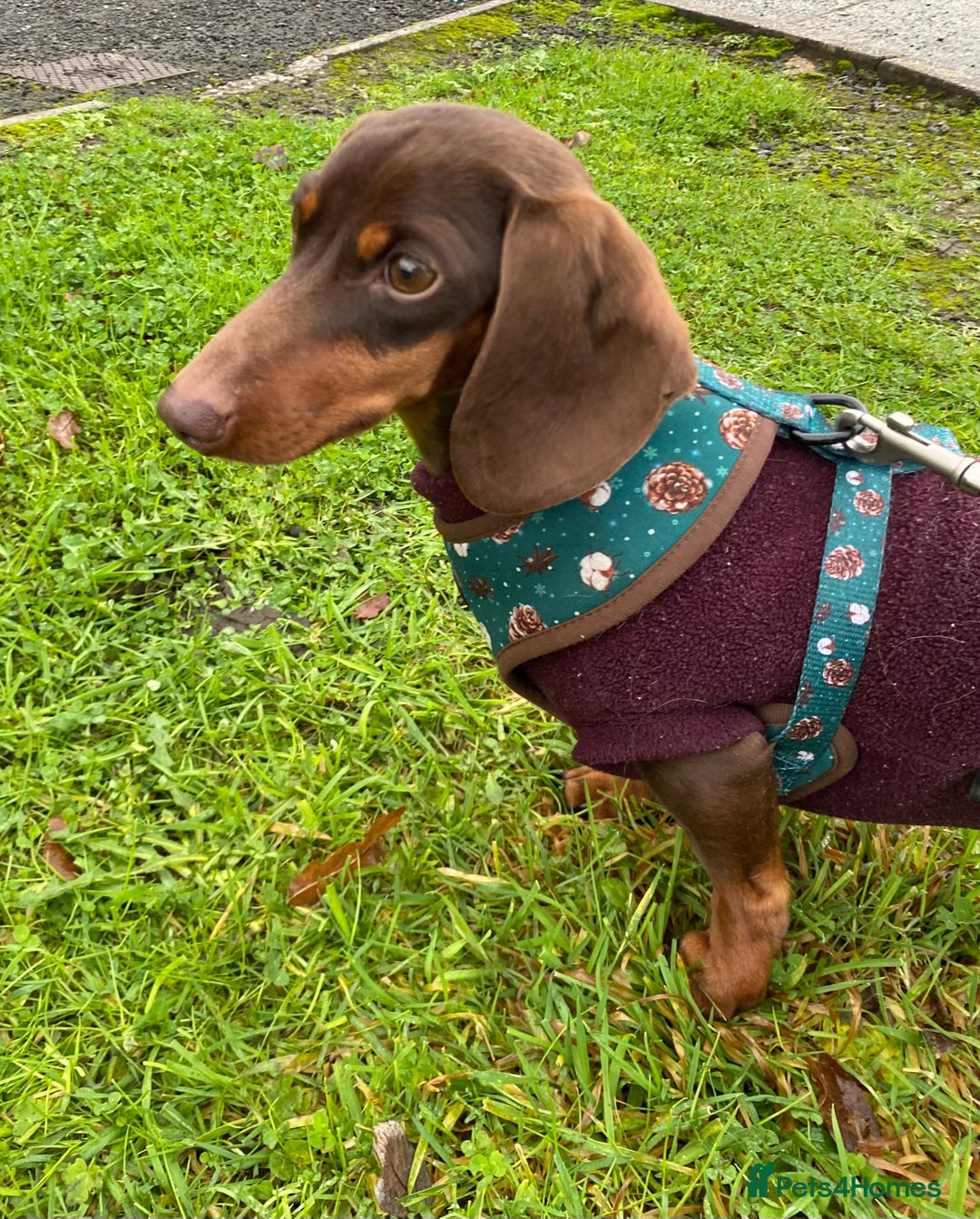 Miniature Dachshund dogs for sale: 1yo Miniature Dachshund - Advert 9